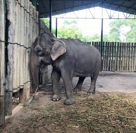 Santuário dos Elefantes inicia transferência de Lady para Mato Grosso em caixa de aço