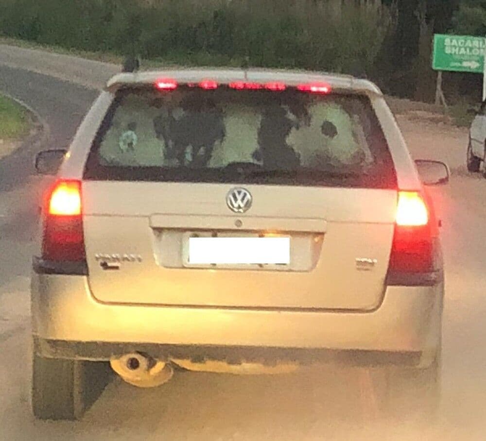 Vaca é flagrada sendo levada dentro de carro em rodovia