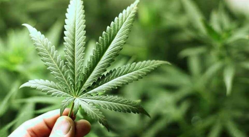 STJ autoriza importação direta de canabidiol para criança com paralisia cerebral