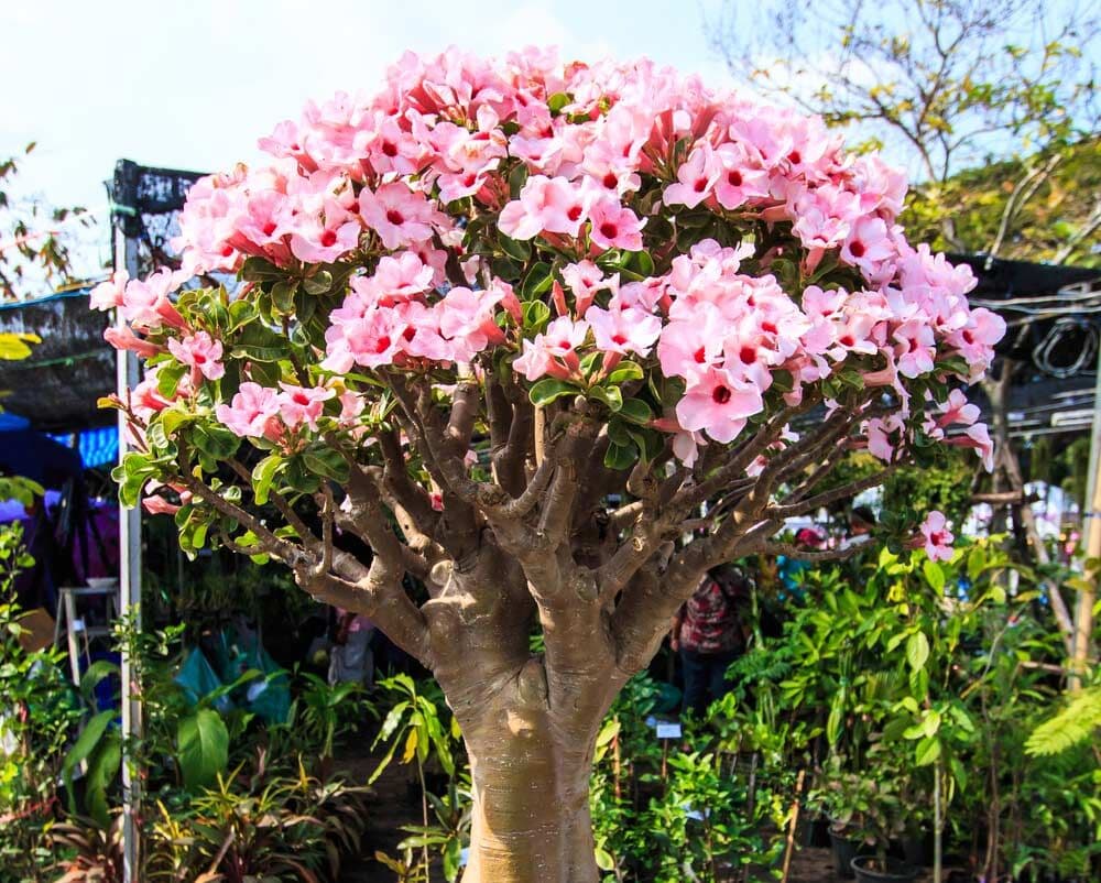 Feira 'Rosas do Deserto' volta a João Pessoa nesta quinta-feira