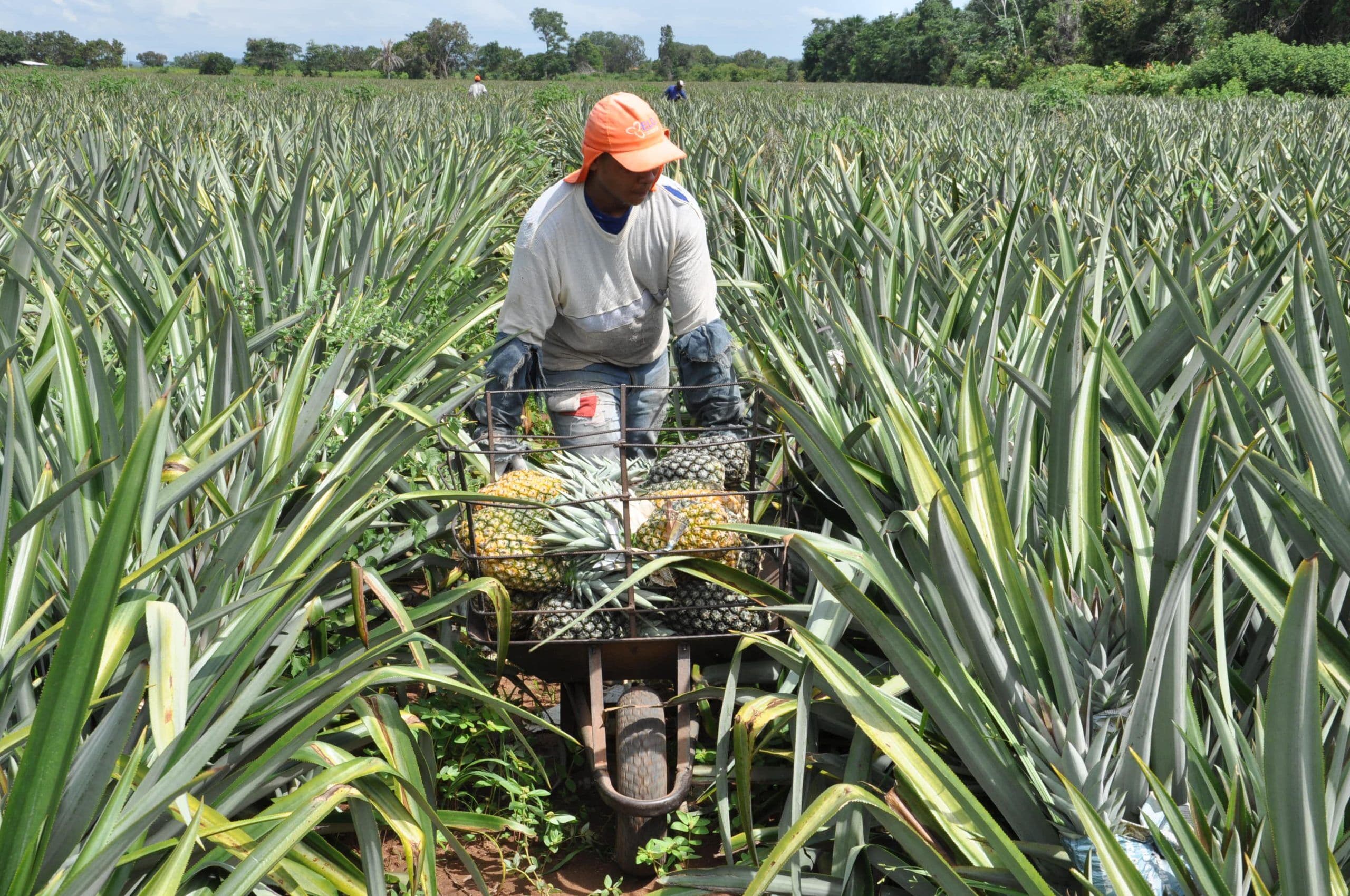 Crea flagra uso indiscriminado de agrotóxico em plantio de abacaxis