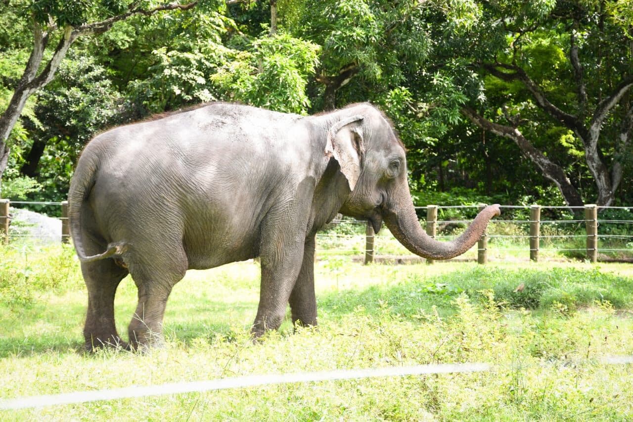 Elefanta Lady completa um mês de transferência e segue tentando fazer amizades no Santuário em Mato Grosso