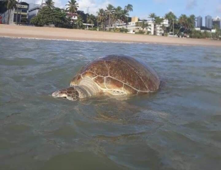 Tartaruga verde é encontrada morta na praia de Ponta de Campina, em Cabedelo