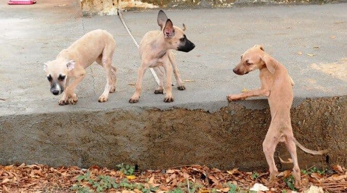 Homem abandona cinco filhotes de cachorro no município de Patos