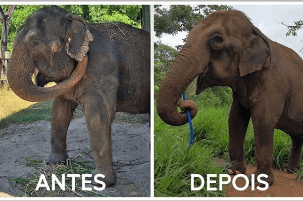 Imagem que mostra o antes e depois da elefanta Lady chama a atenção de internautas