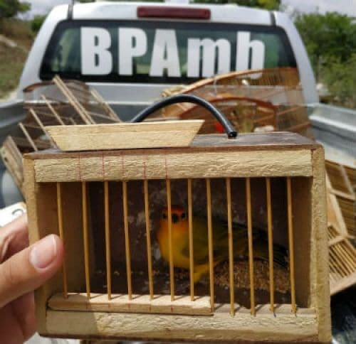 Gaiolas e aves silvestres são apreendidas pela Polícia Ambiental em Queimadas