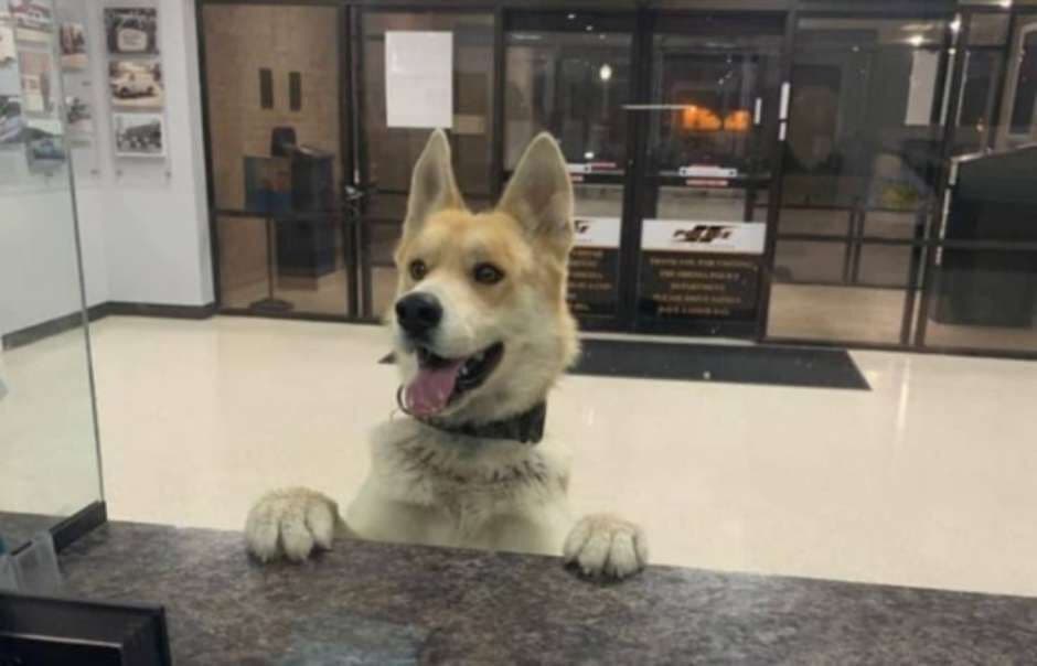 Cachorro perdido vai à delegacia para 'pedir ajuda' nos EUA