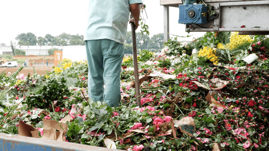 Coronavírus faz cooperativas jogarem fora 70% das flores produzidas em Holambra