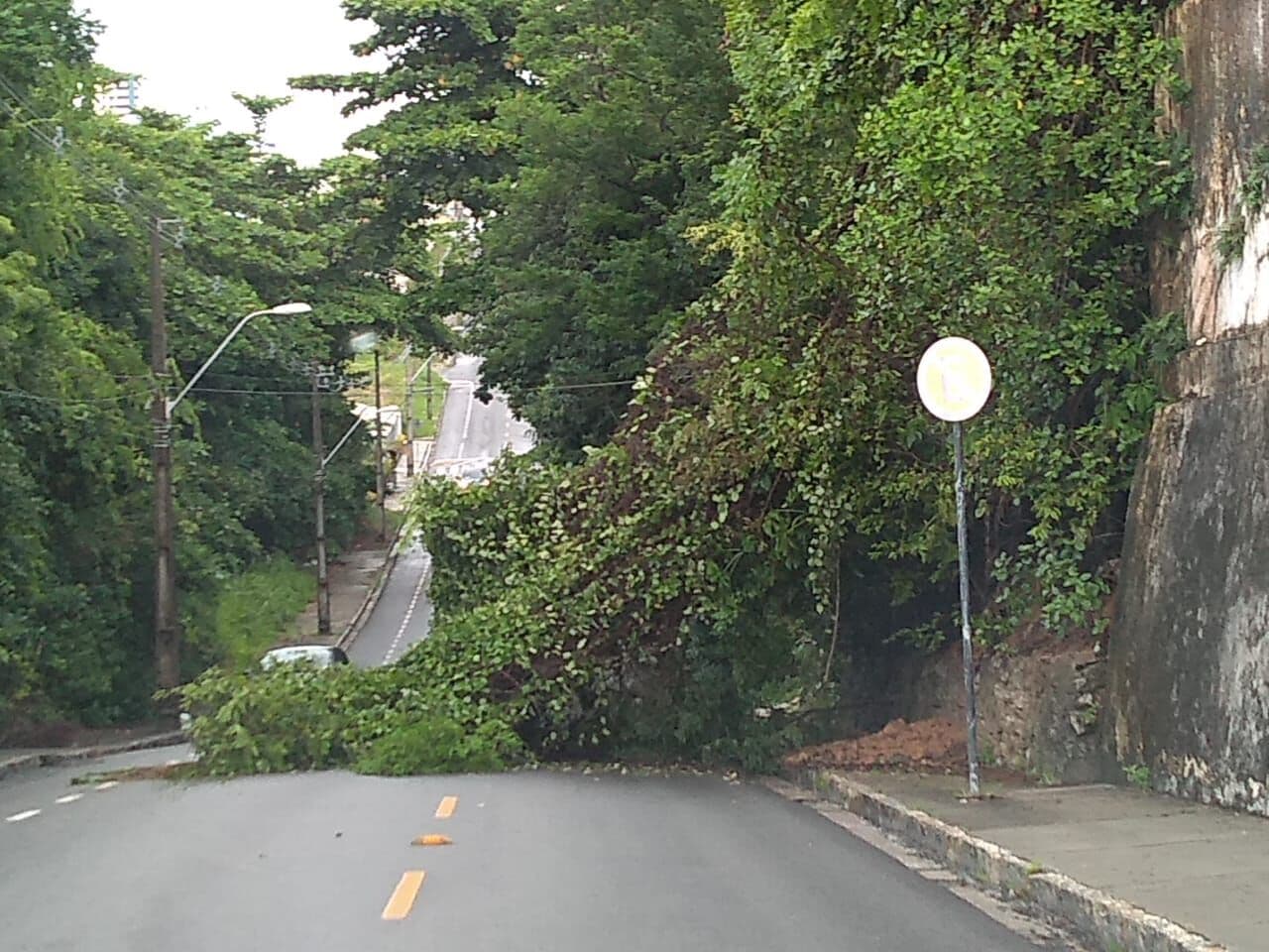 Árvore cai durante as fortes chuvas e interdita via em João Pessoa