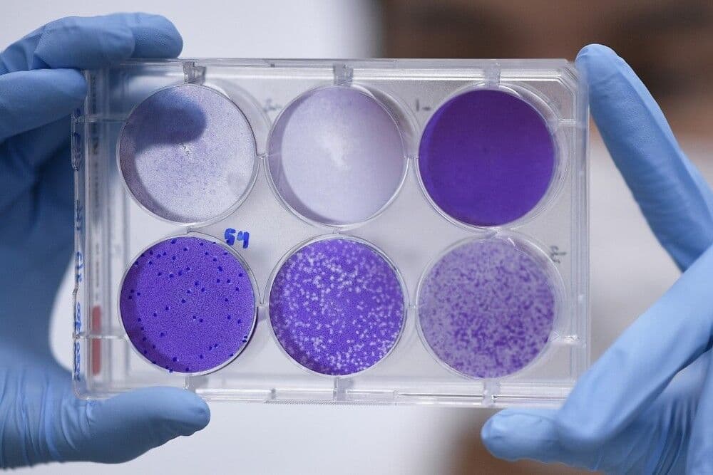 Vacina contra coronavírus é testada com sucesso em macacos, diz laboratório
