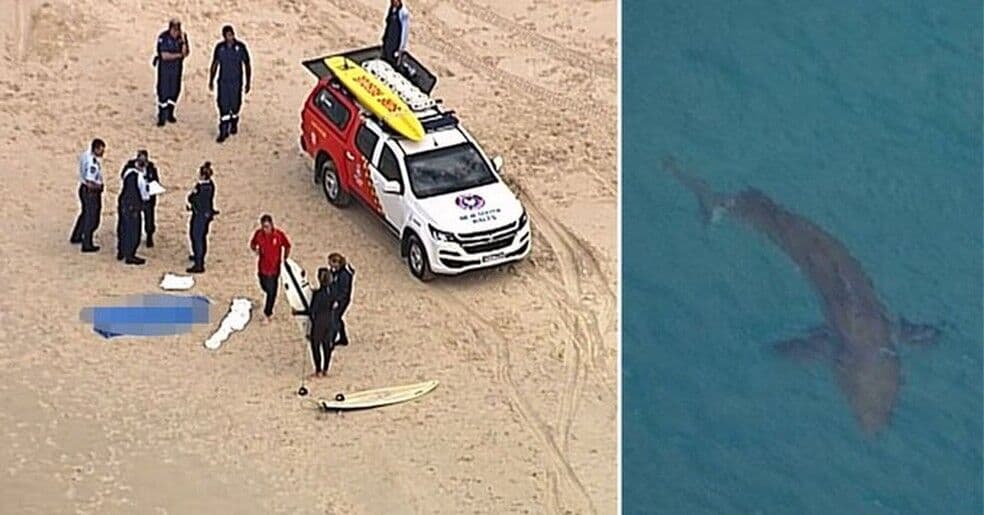 Surfista de 60 anos morre após ataque de tubarão branco na Austrália