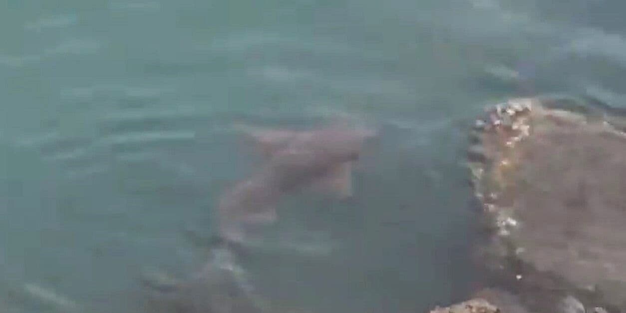 Tubarão lixa sai de isolamento para passeio e é visto em praia de Fortaleza