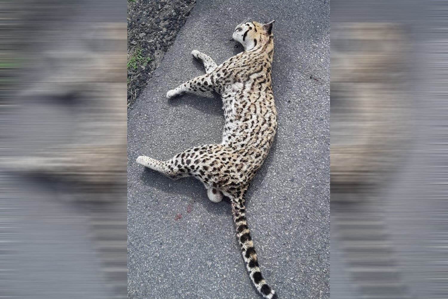 Gato-maracajá é encontrado morto às margens de rodovia em Santa Rita, Região Metropolitana de João Pessoa