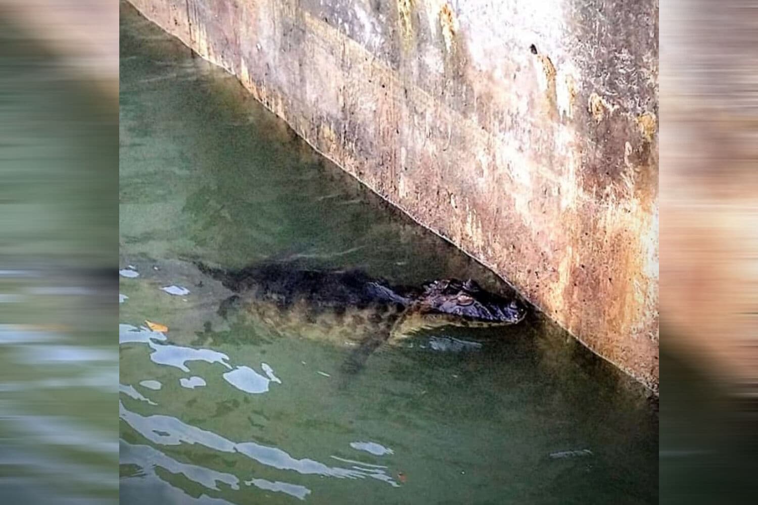 Jacaré é capturado no Terminal Pesqueiro de Cabedelo