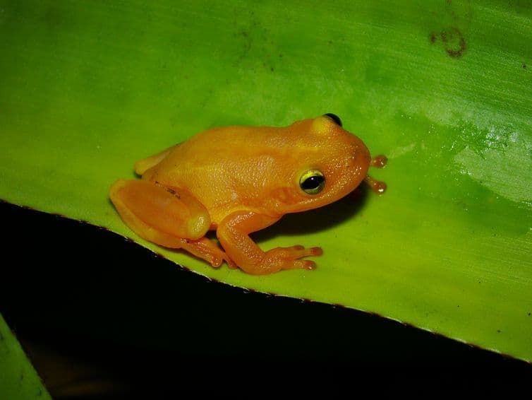 Cientistas descobrem nova espécie de perereca-de-bromélia no Estado da Bahia