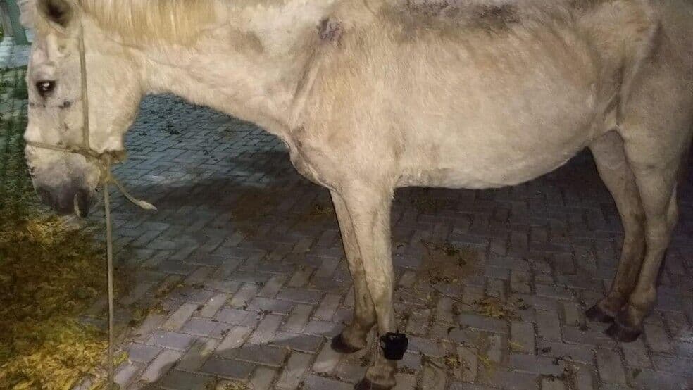 Cavalo é encontrado com tornozeleira eletrônica no Ceará