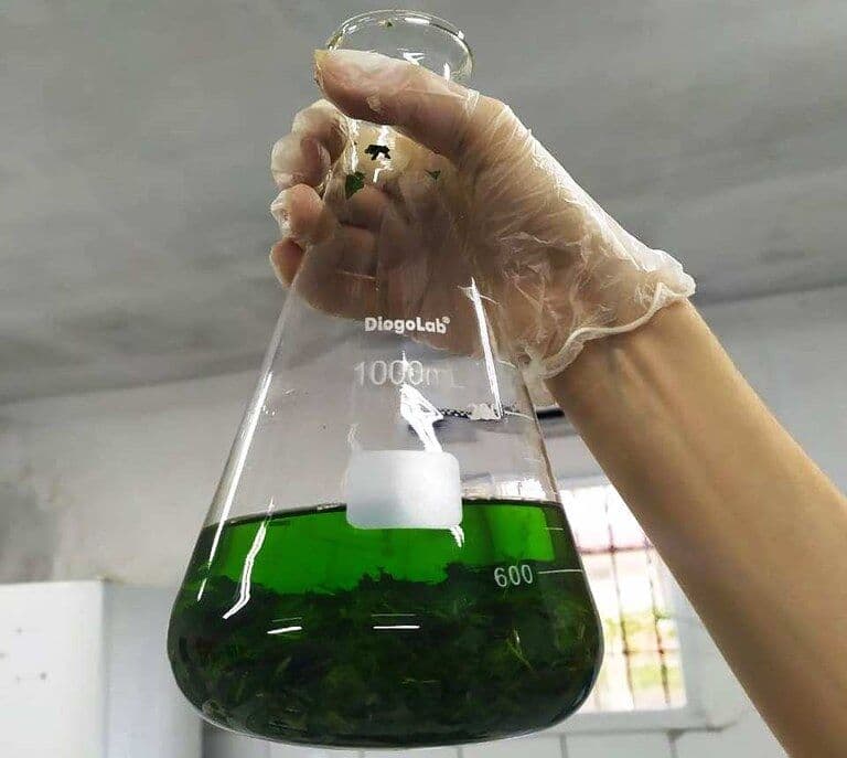 Pesquisadores da UFPB buscam evidências sobre a efetividade de plantas medicinais no combate ao Coronavírus