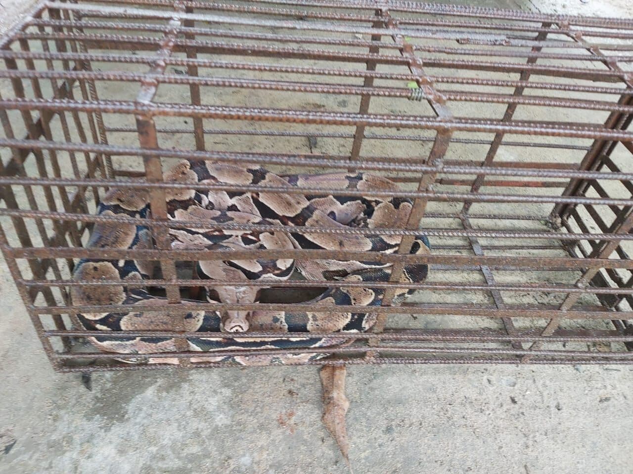 Polícia Ambiental resgata nove cobras durante o domingo na Grande João Pessoa