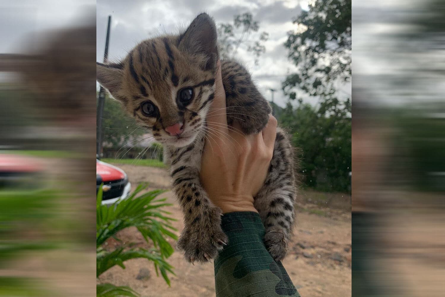 Polícia Ambiental resgata filhotes de gato-do-mato na Paraíba