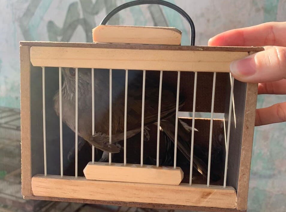 Apreensões de aves silvestres crescem mais de 20% na Paraíba este ano e mais de dois mil animais já foram salvos