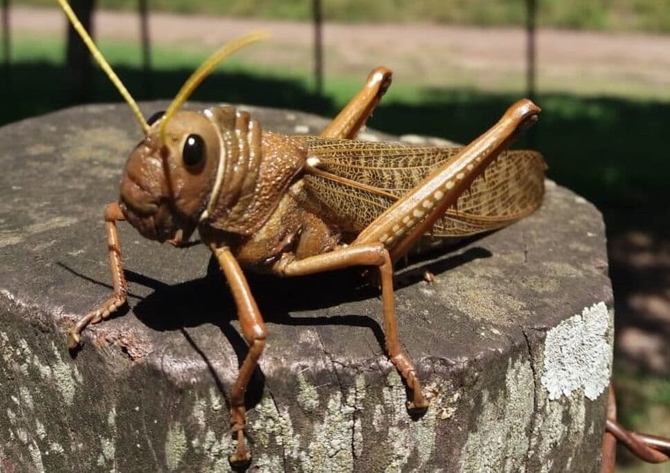 Nuvem de gafanhotos mais próxima do Brasil está controlada, e frio dificulta avanço de outras 8 nuvens