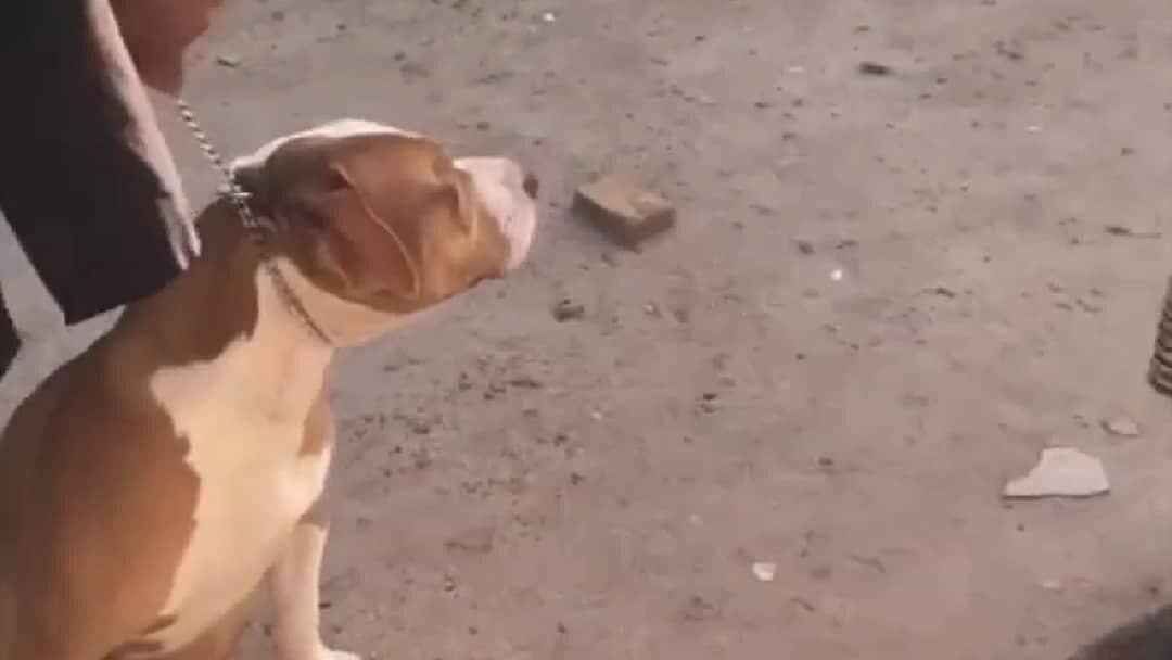 Idoso morre após ataque de pitbull no Grande Recife