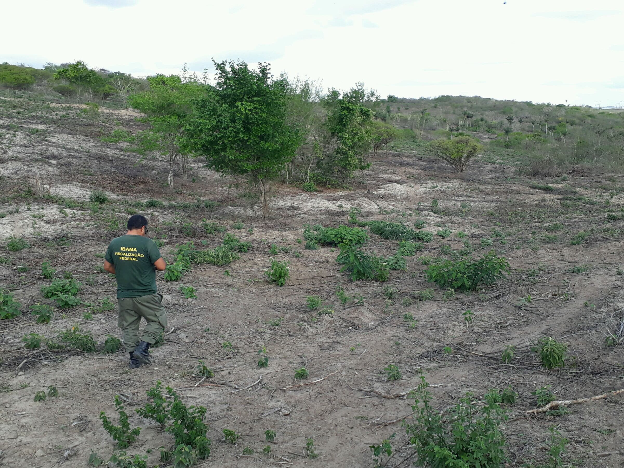 Ibama detecta 287 hectares de área desmatada no bioma caatinga na Paraíba
