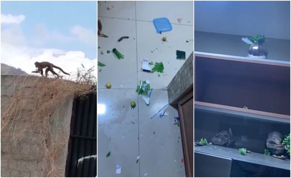 Macaco-prego bagunça casas no Ceará, e Polícia Ambiental leva três dias para capturá-lo
