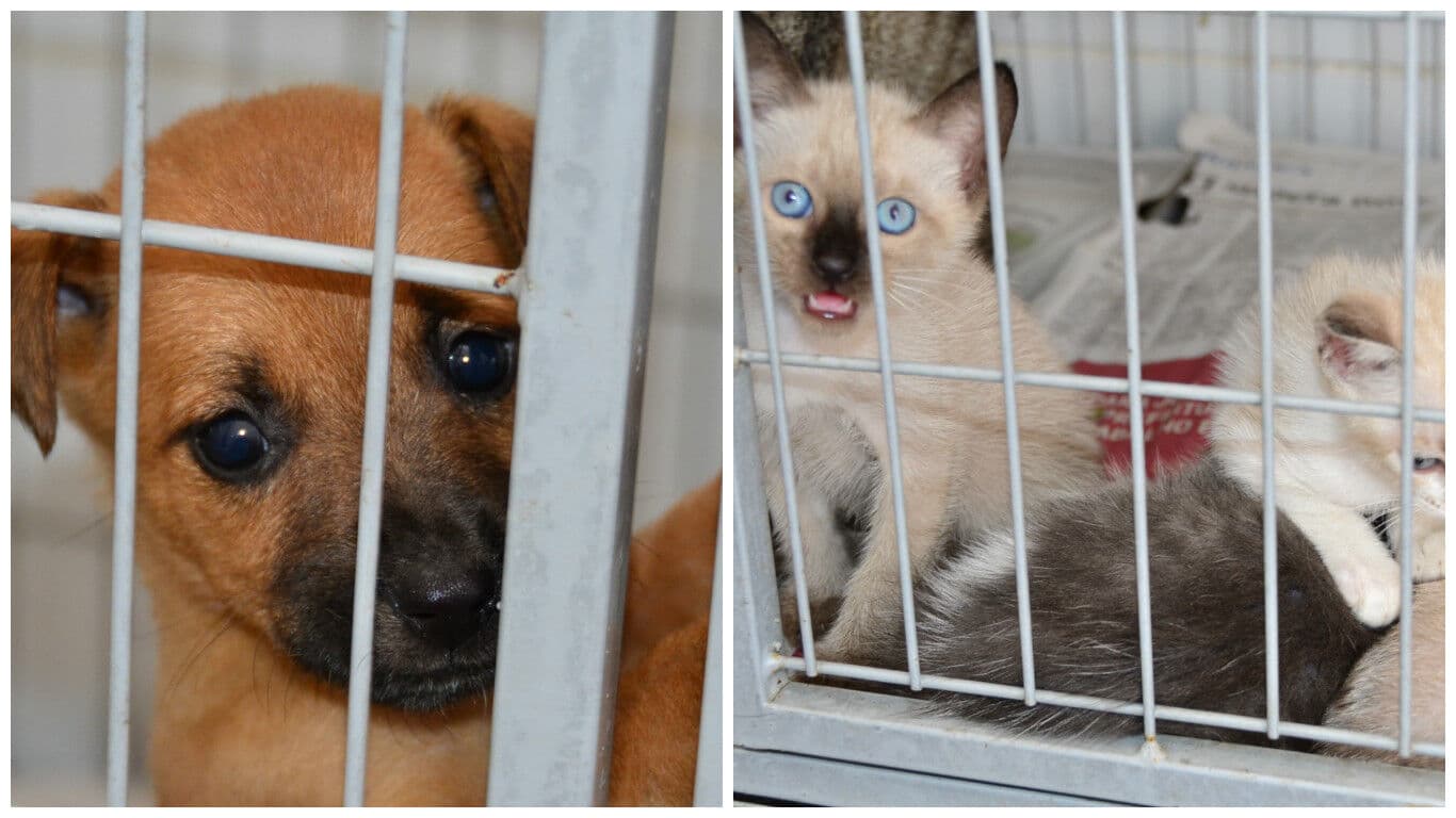 Prefeito de Brejo do Cruz publica decreto que autoriza sacrifício de animais abandonados