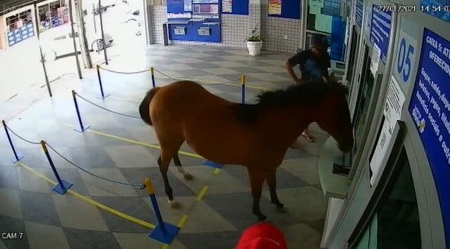 Cavalo invade casa lotérica e assusta funcionários e clientes em Cuité