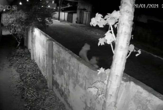 Mulher é flagrada jogando gato em quintal com pitbull para ser atacado em João Pessoa