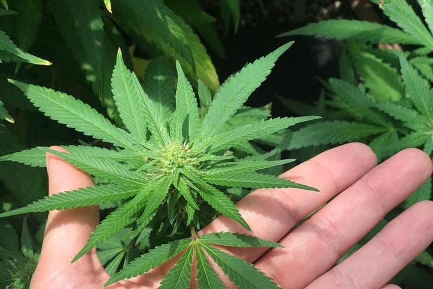 Polícia Militar acha 2 toneladas de maconha em estacionamento de igreja após denúncia anônima