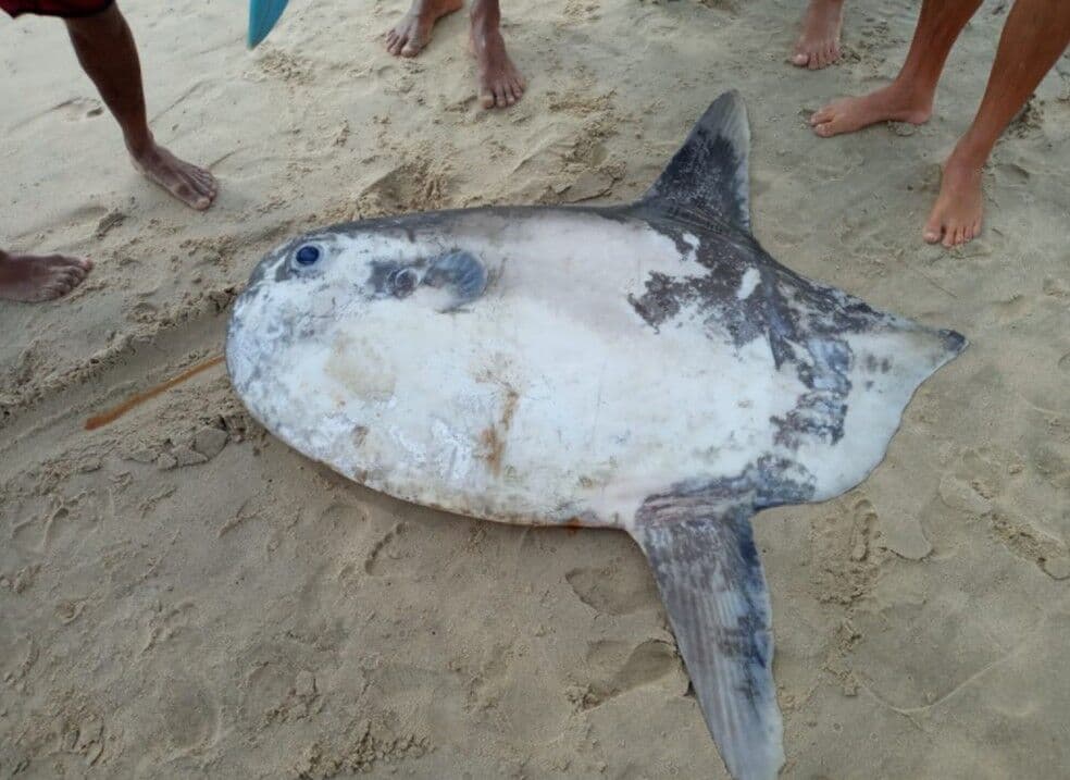 Peixe raro e exótico aparece em praia do Nordeste e chama atenção de moradores