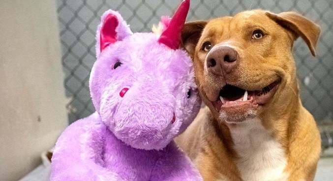 Cachorro ganha bichinho de pelúcia que roubou cinco vezes e é adotado