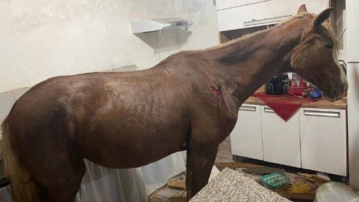 Cavalo cai de telhado e assusta família em Presidente Prudente