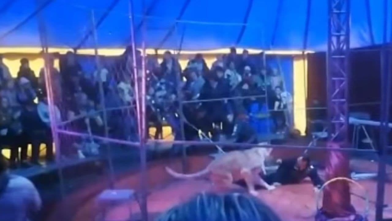 Domador de circo é atacado por leoa durante apresentação