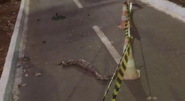 Pista de parque é interditada por três horas para cobra terminar de se alimentar de iguana