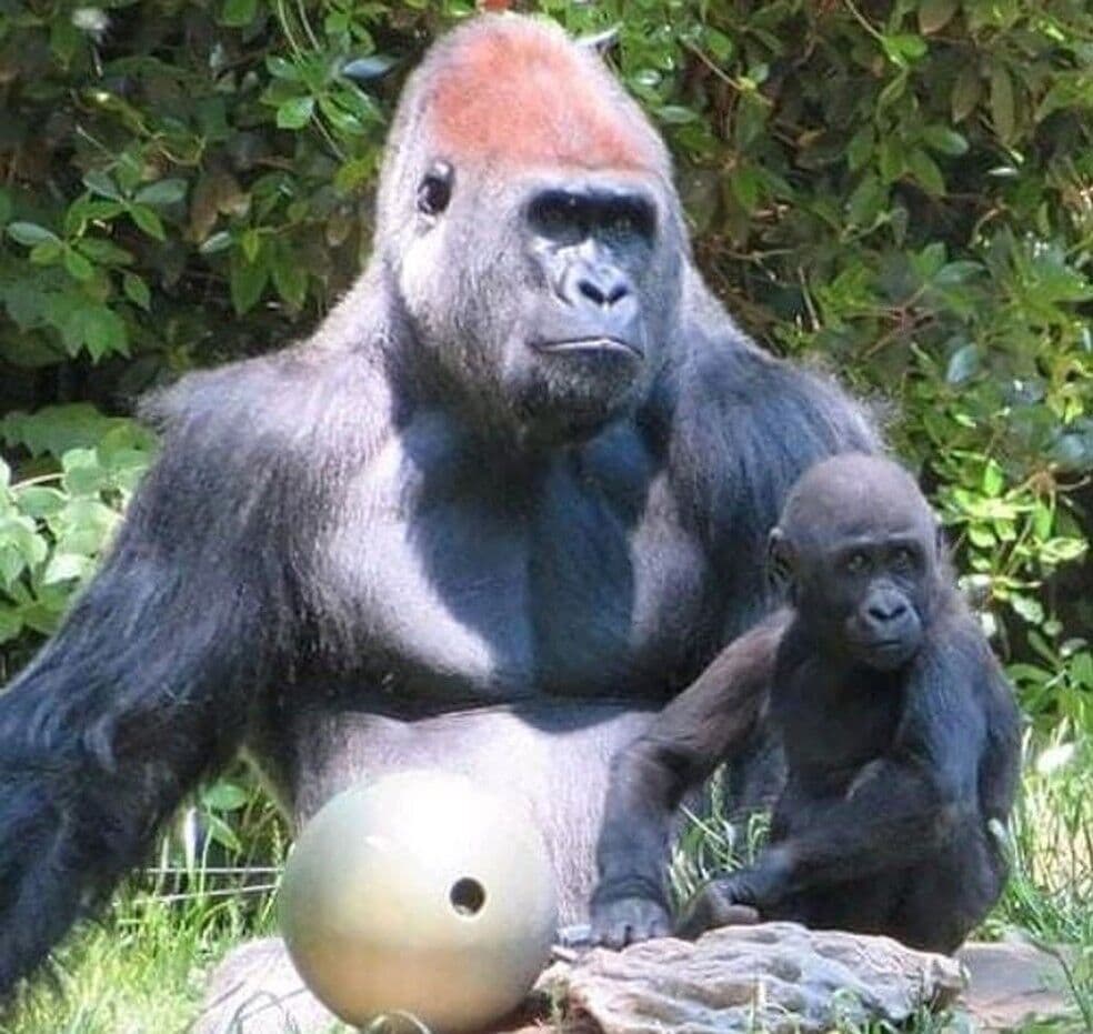 Treze gorilas têm teste positivo para coronavírus em zoológico nos EUA