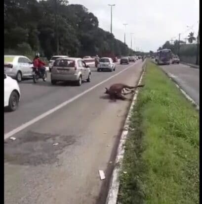 Carro atropela e mata cavalo na BR-230, em João Pessoa; cadáver do animal ainda está na pista