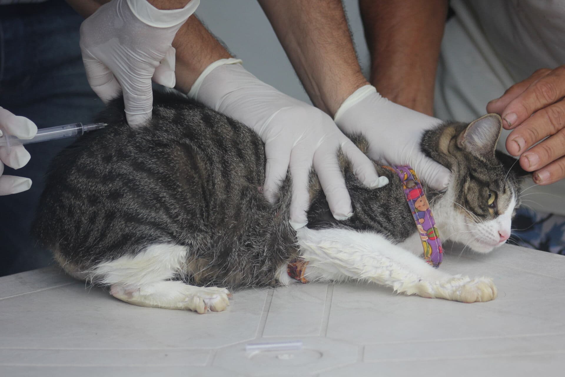Campanha de Vacinação Antirrábica para cães e gatos é retomada nesta segunda-feira em postos intinerantes em bairros de João Pessoa