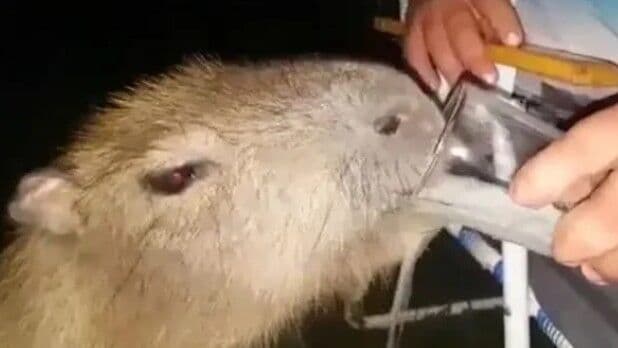 Polícia investiga homem que deu cerveja para capivara