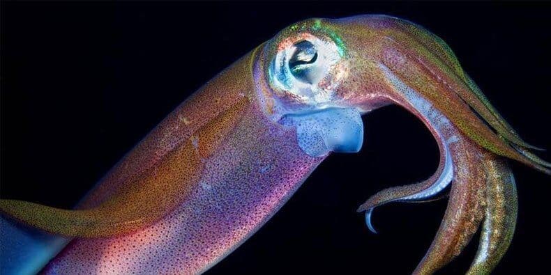 Polvos, camarões e caranguejos são capazes de sentir dor, diz estudo
