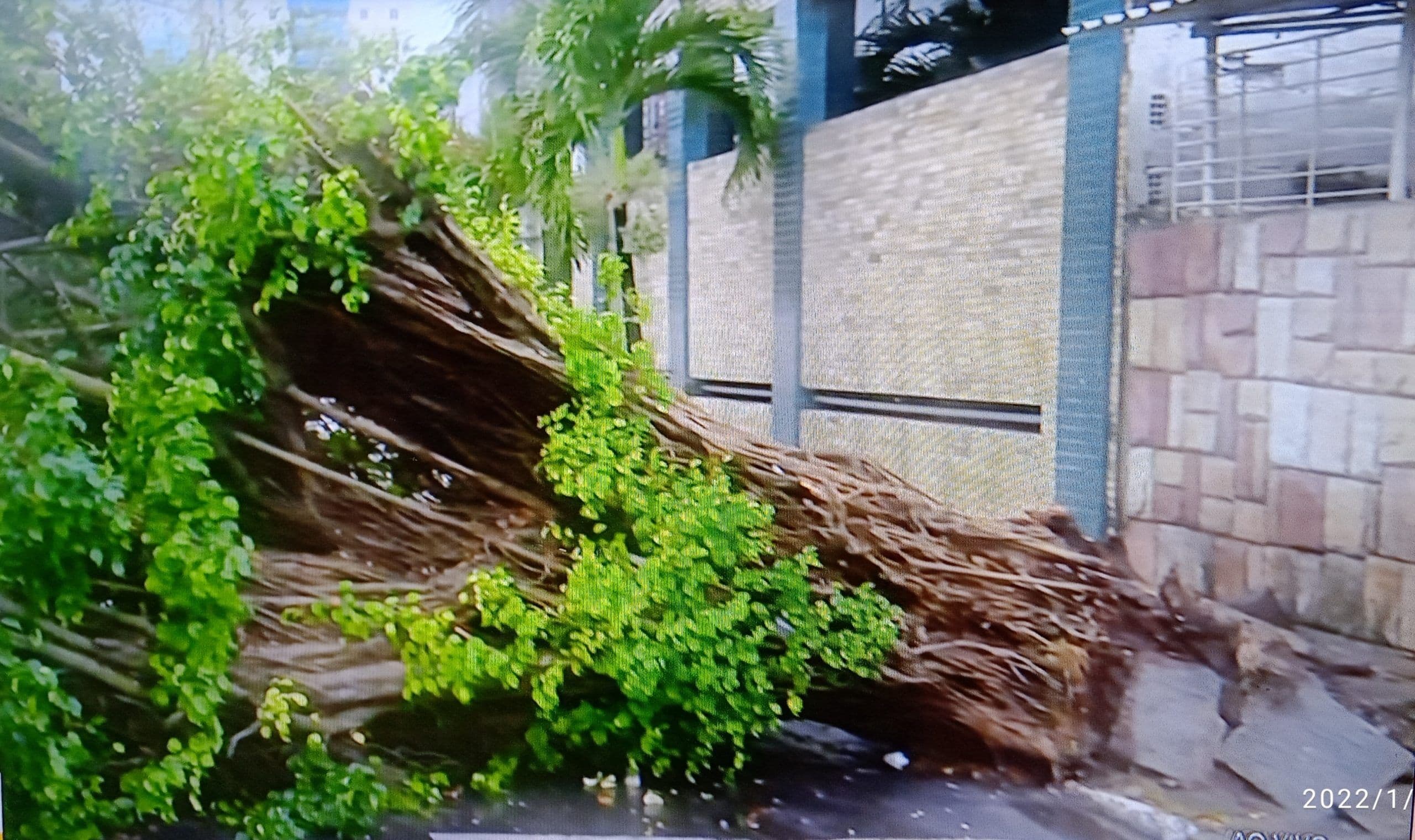 Árvore cai e interdita rua do bairro de Manaíra, em João Pessoa