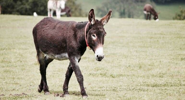 TRF-1 suspende abate de jumentos no Brasil para exportação à China