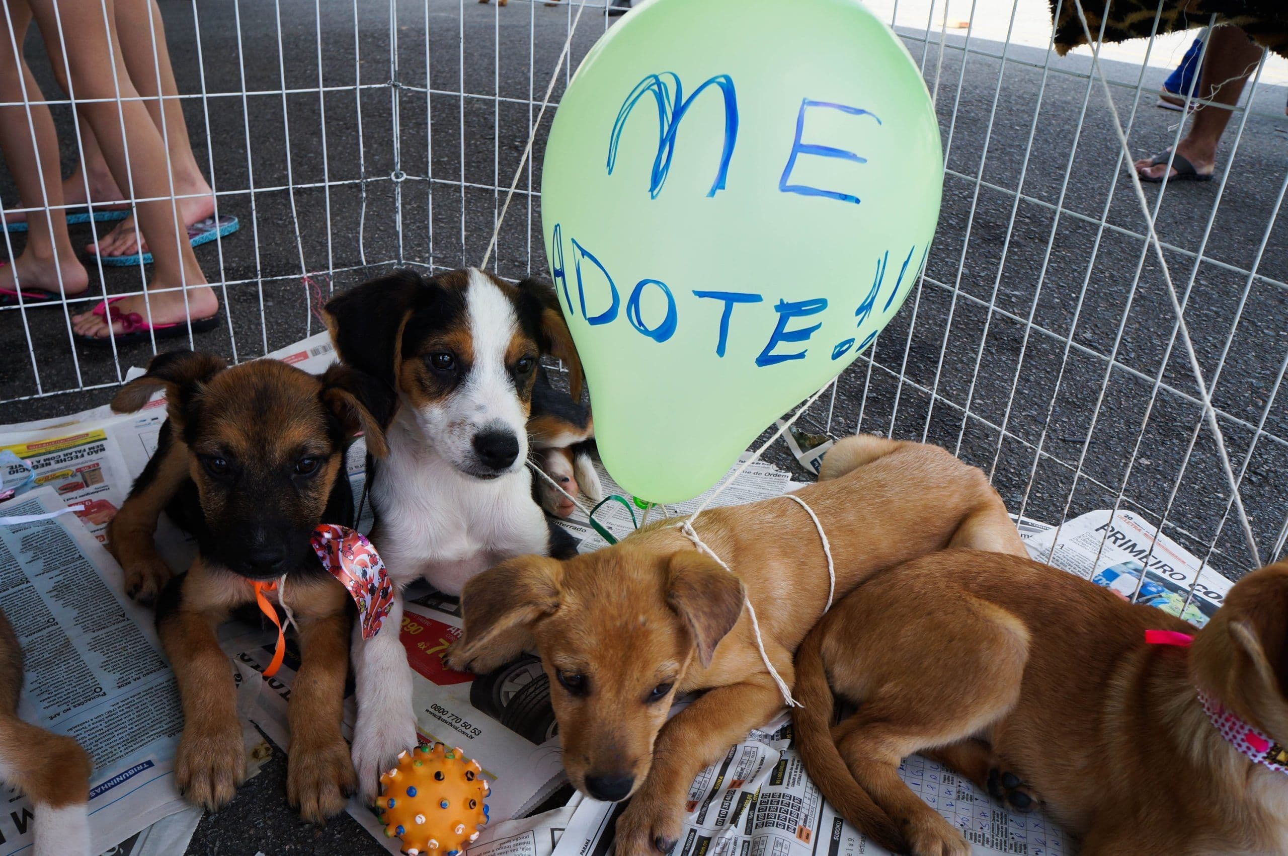 Feira de adoção de animais acontece neste domingo, em Manaíra