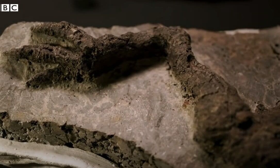 Paleontólogos encontram fóssil de dinossauro que morreu no impacto de asteroide