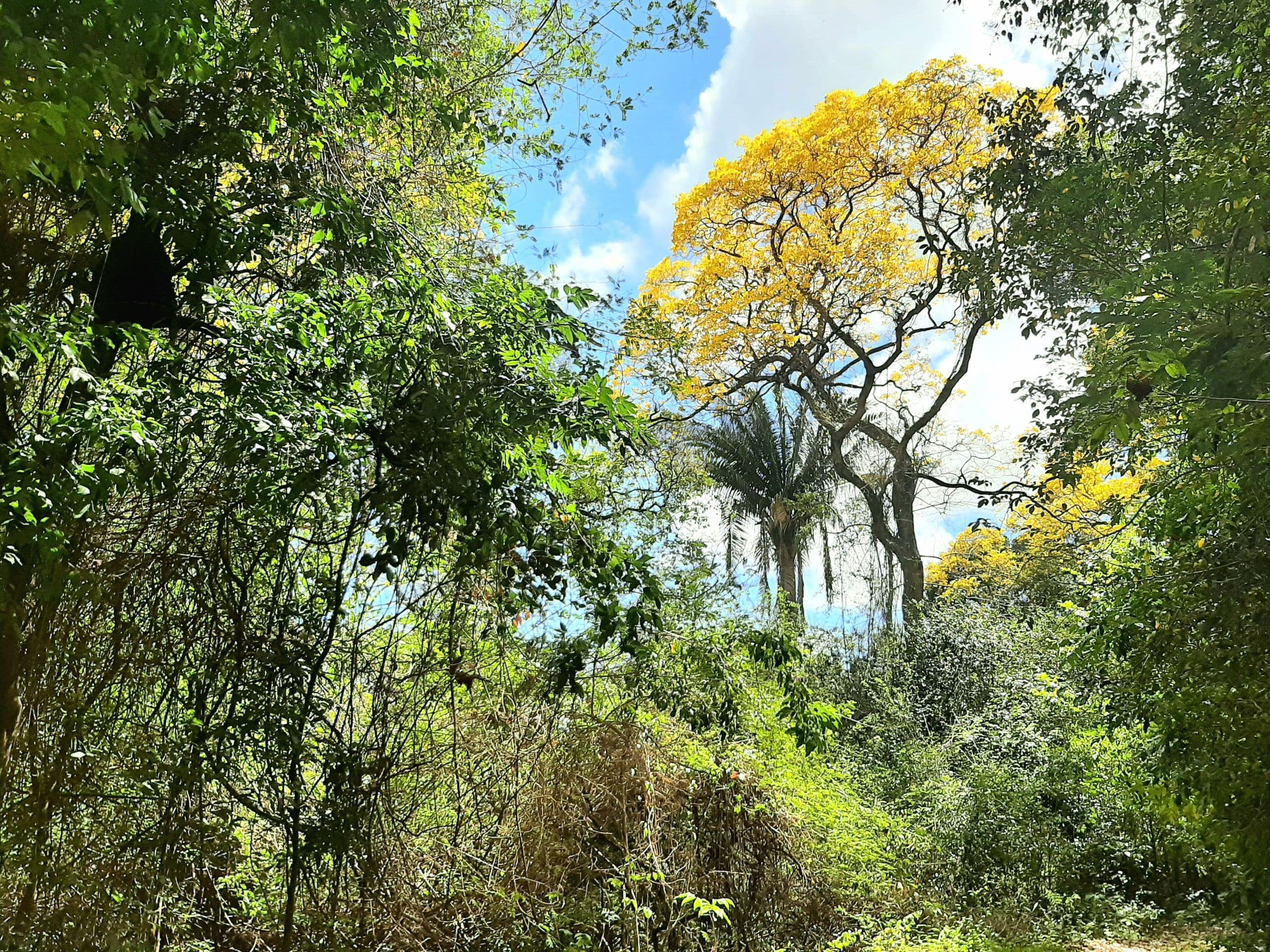 Espaço verde da Bica preserva biodiversidade em área central da cidade de João Pessoa