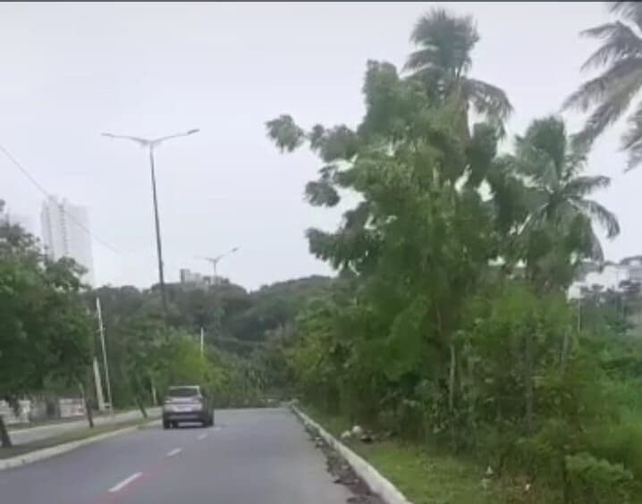 Árvore cai e interdita via que liga bairro dos Bancários ao Altiplano