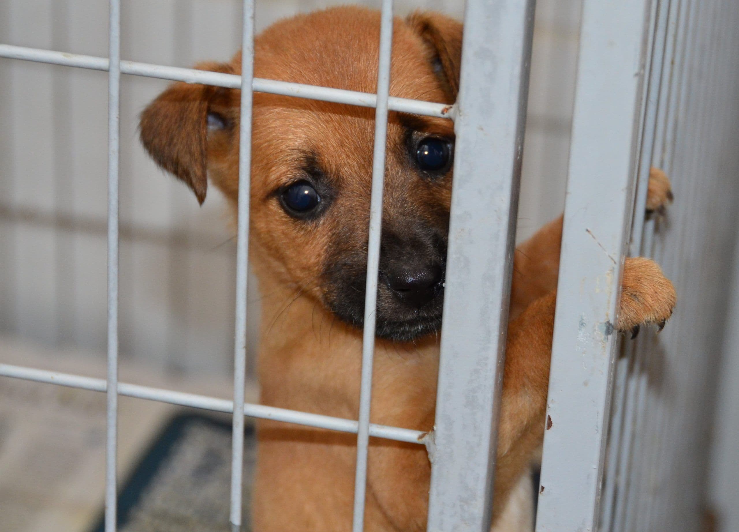 Cachorros são esfaqueados e queimados vivos na cidade de Patos