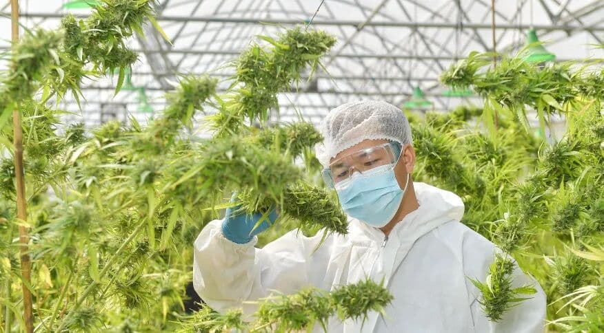 Tailândia descriminaliza cannabis, mas pessoas não podem fumar maconha, diz ministro